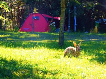 Camping Alicanto en Pucon, Araucania