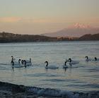 Camping Los Alamos en Puerto Montt, Los Lagos