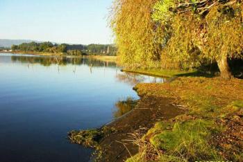 Camping 2 Araukaria en Tirua, Bio Bio