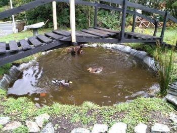 Camping El Tagano Hornopiren en Hualaihue, Los Lagos